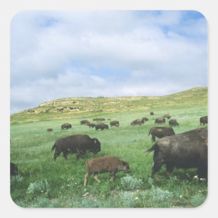 Bisonhjord betar präriens gräs vid Theodore Fyrkantigt Klistermärke