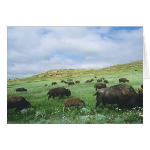 Bisonhjord betar präriens gräs vid Theodore Hälsningskort