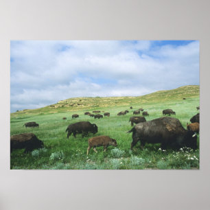 Bisonhjord betar präriens gräs vid Theodore Poster
