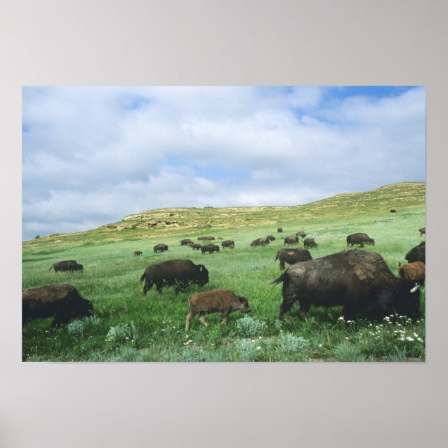 Bisonhjord betar präriens gräs vid Theodore Poster (Framsidan)