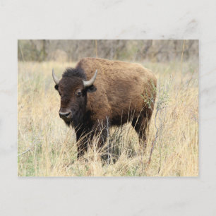 Bisonko i Flint Hills, Kansas Vykort
