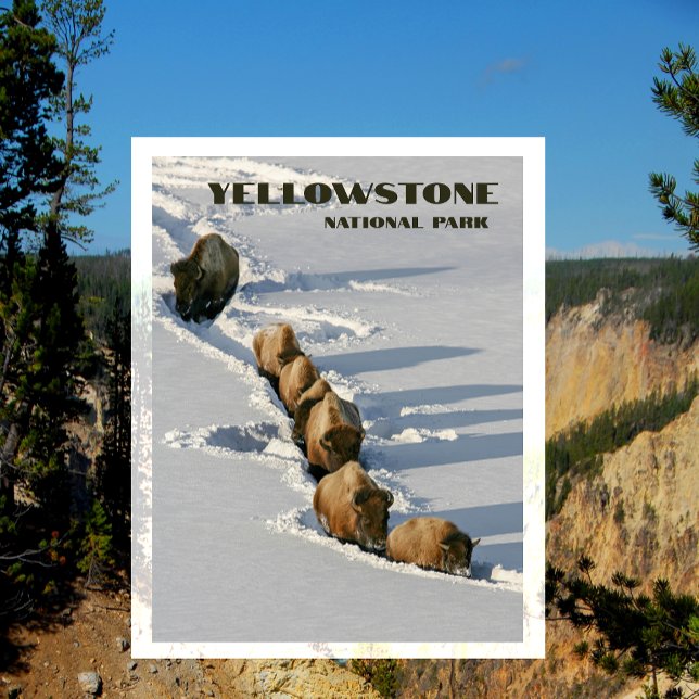 Bisonlinje som går genom djup snö, Yellowstone Vykort (Skapare uppladdad)