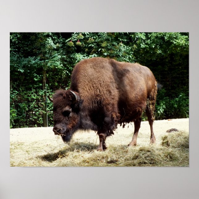 Bisonoxe Poster (Framsidan)