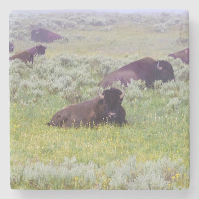 Bisonstöd Stenunderlägg (Framsidan)