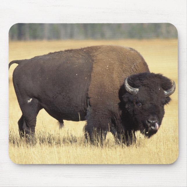Bisonstut i Yellowstone National Musmatta (Framsidan)