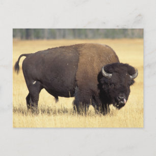 Bisonstut i Yellowstone National Vykort