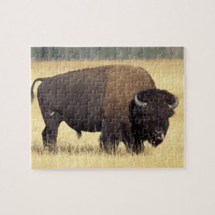 Bisonstut i Yellowstone nationalpark Pussel