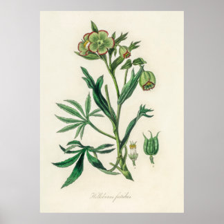 Bistort (Polygonum bistorta) från medicinska Botan Poster