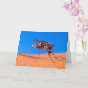 Biting Mosquito Photo Citote Old Age Birthday Kort
