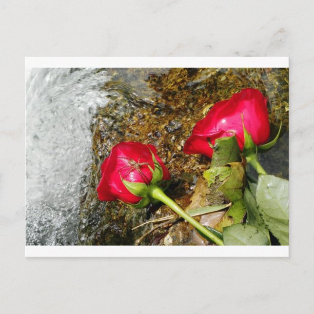 Bitorna kärlek vykort (Framsida)