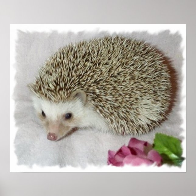 Bitsy the Hedgehog  Poster (Framsidan)