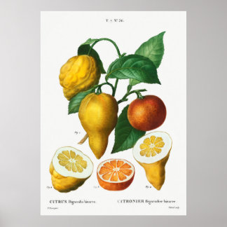 Bitter orange Citrus bigaradia bizarro från Traite Poster
