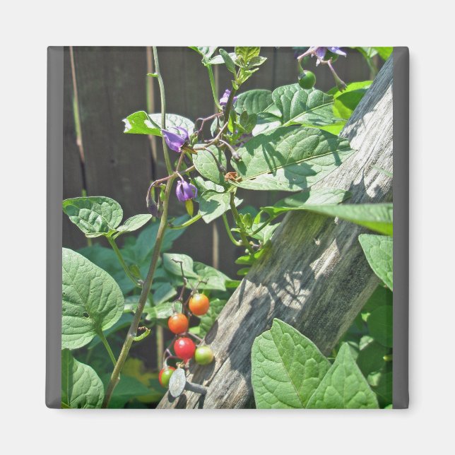 Bittersöt nattskade (Solanum dulcamara) Magnet (Framsidan)