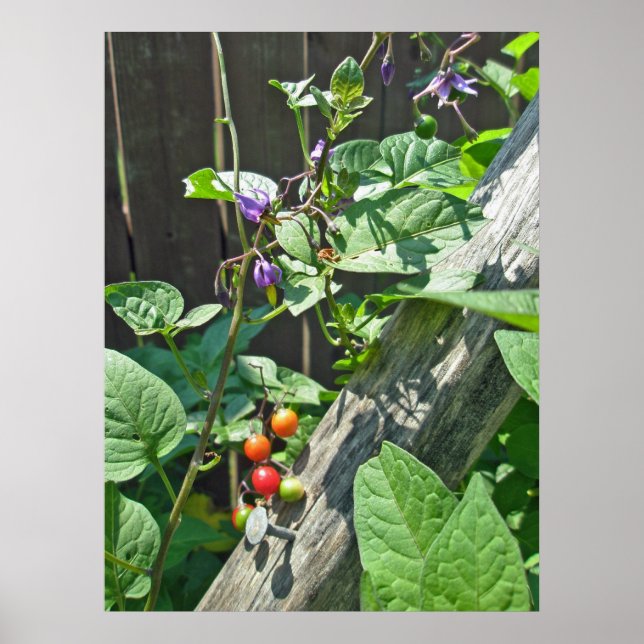 Bittersöt nattskade (Solanum dulcamara) Poster (Framsidan)