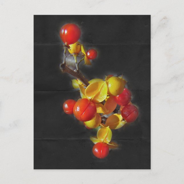 Bittersöta Berries - Autumn Beauty Vykort (Framsida)