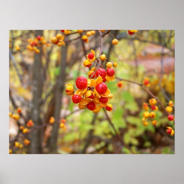 Bittersöta Berries Poster (Framsidan)