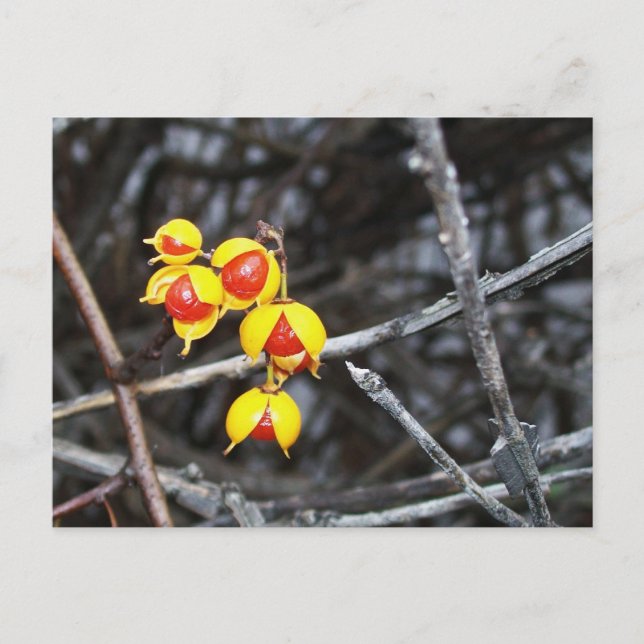 Bittersöta Berries Vykort (Framsida)