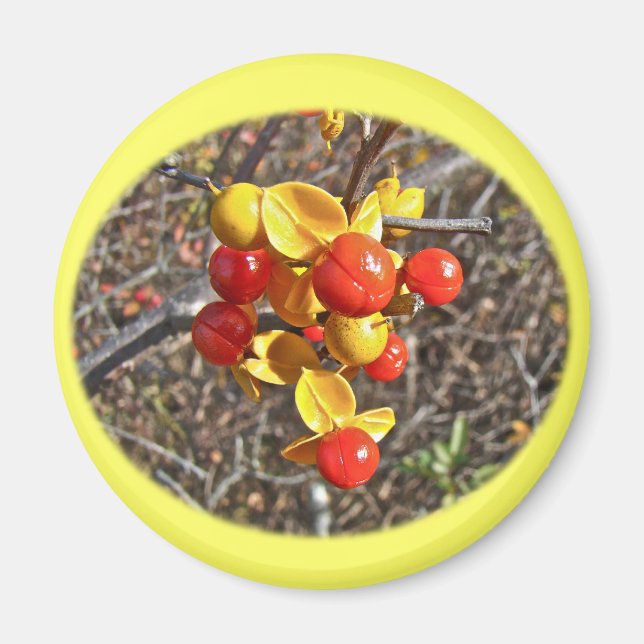 Bittersöta vinbergsartiklar magnet (Framsidan)
