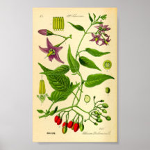 Bittersötnightshade (Solanum dulcamara)