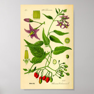 Bittersötnightshade (Solanum dulcamara) Poster