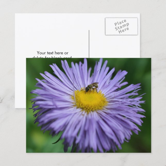 Bivete på lila tusenskönsblomma fotografering  vykort (Fram/baksida)