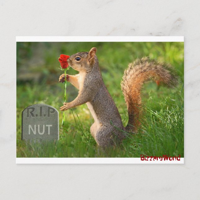 BizzareWorld Mourning Squirrel-postkort Vykort (Framsida)