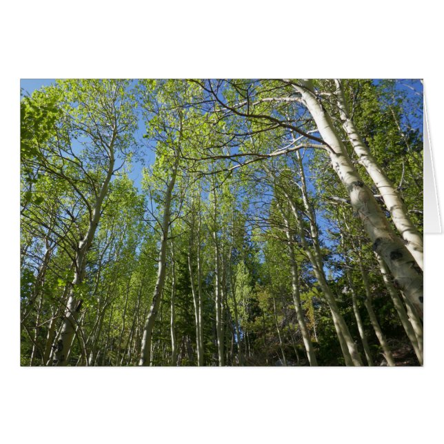 Björkar på Rocky Mountain om sommaren Hälsningskort (Framsidan Horizontal)
