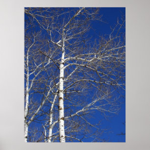 Björkträd i blått poster