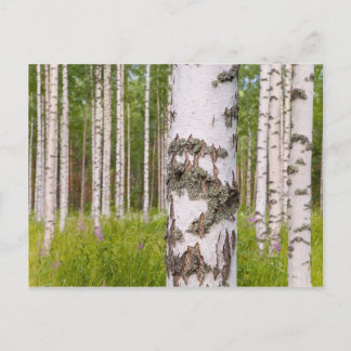 björkträd i finlandssvenska skogar vykort
