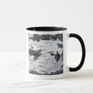 Björkträd i skog, specificerar, med moss mugg