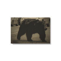 Björn i nationalparken Road Yellowstone WY