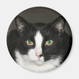Björn Magnet