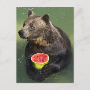 Björn med Vatten Melon Vykort