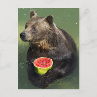 Björn med Vatten Melon Vykort