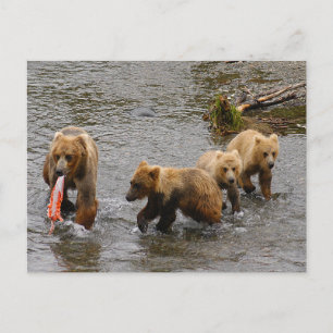 Björn och 3 unge, Brooks Falls Alaska Vykort