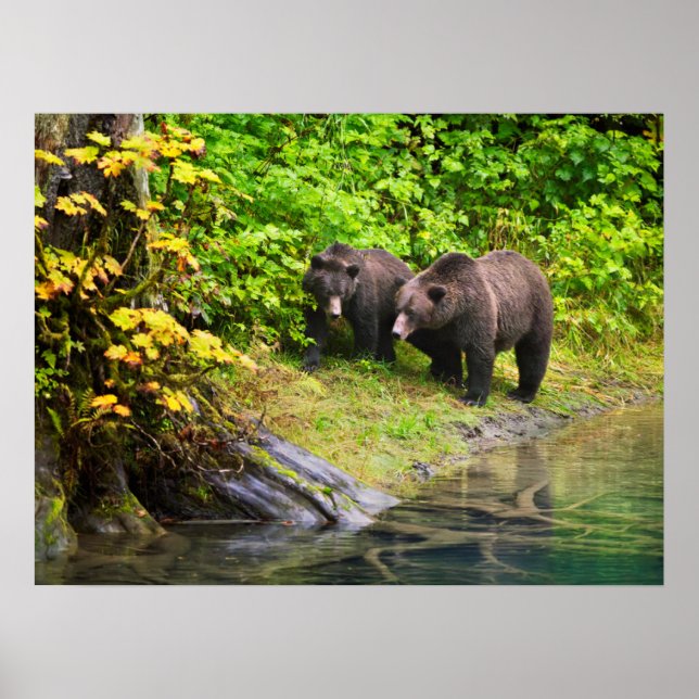 Björn och Unge | Hyder, Alaska Poster (Framsidan)