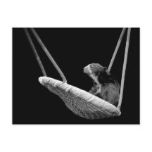 Björn på Swing in Black and White