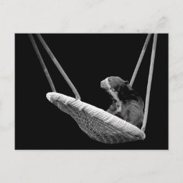 Björn på Swing in Black and White Vykort