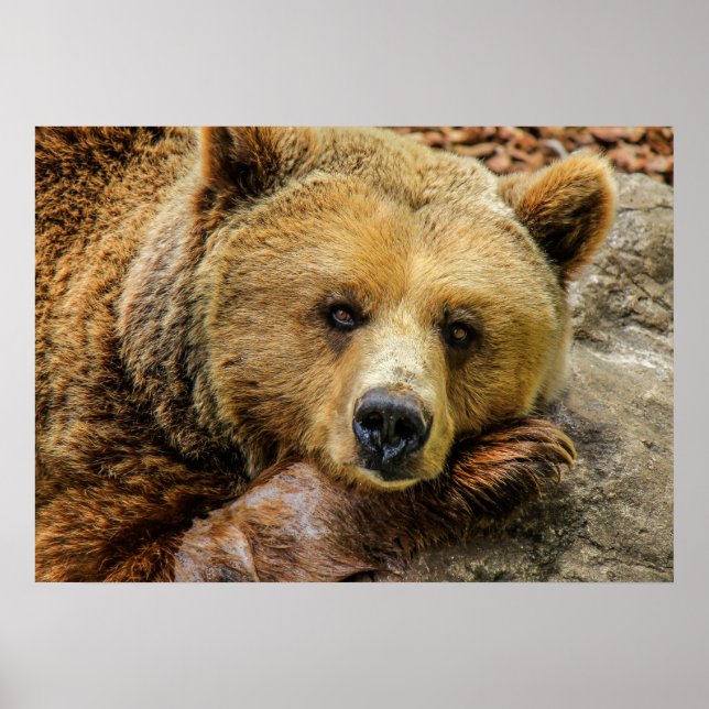 Björn Poster (Framsidan)