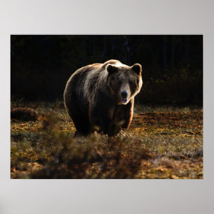 Björn Poster
