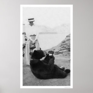 Björn som dricker i Alaska 1910 Poster
