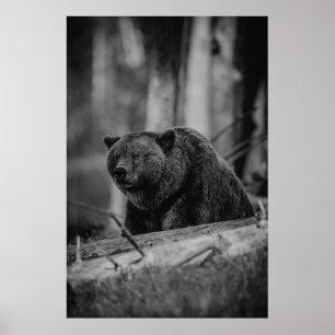 Björn Svart Vitt Foto Modern Rustik Stuga Poster