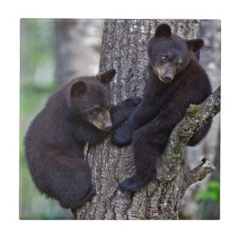 Björn Twillingar Träd klättra Grenar Cute Animals  Kakelplatta