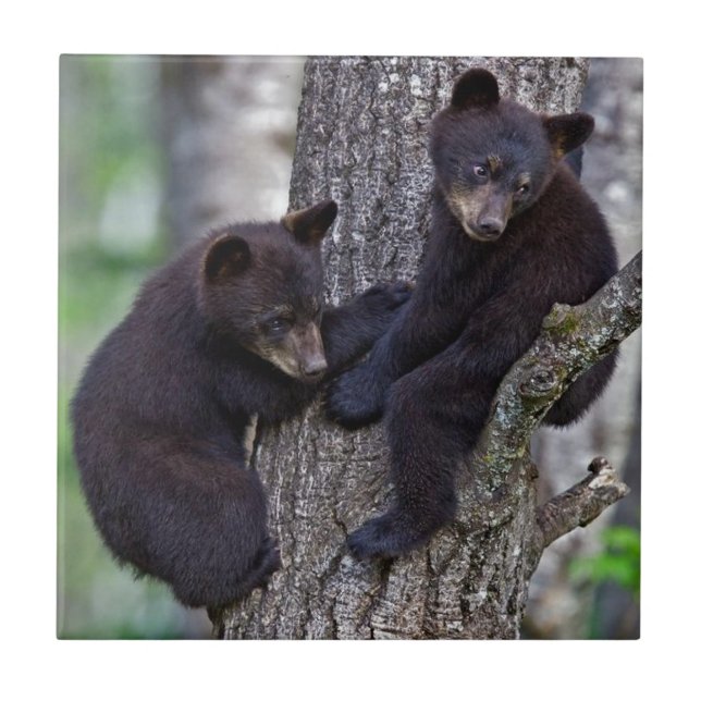 Björn Twillingar Träd klättra Grenar Cute Animals  Kakelplatta (Framsidan)
