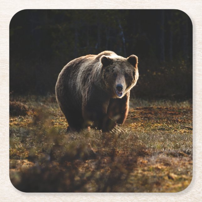 Björn Underlägg Papper Kvadrat (Framsidan)