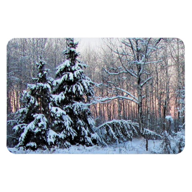 Björn vid Perennial Gardens. Northen Minnesota Magnet (Horisontell)