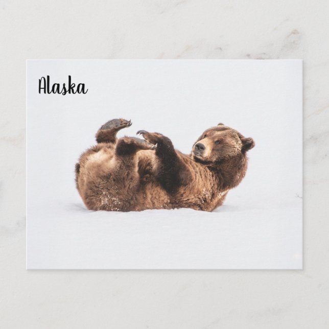 Björn Vilda Alaska Vykort (Framsida)