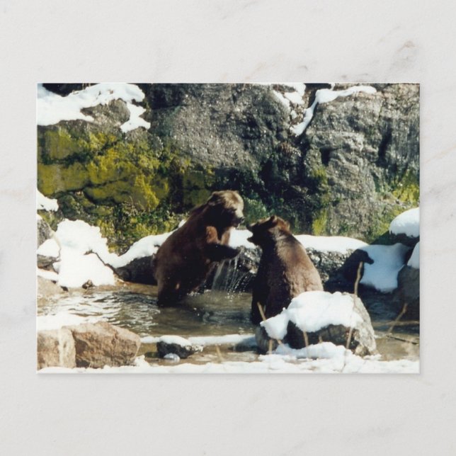 björn vykort (Framsida)