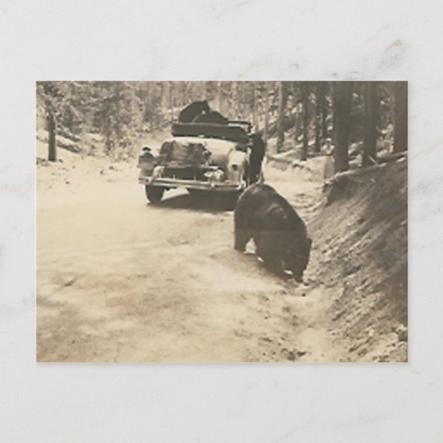 björnar i bilen vykort (Framsida)