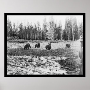 Björnar i den Yellowstone nationalparken 1922 Poster